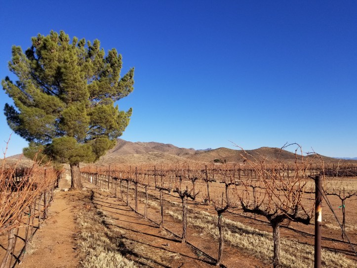 Codorba Winery Wilcox AZ (2)